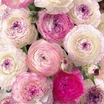 Spot Dutch import flowers Mao Sinfonia Peony Seed Balls Balcony Window Potted Flowers easy to raise three balls