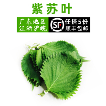 Big leaf Perilla leaf cotyledon to fishy fish shrimp and crab fresh spices 1 box
