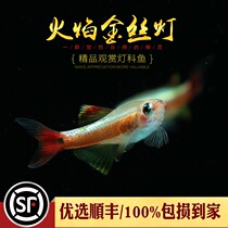 Flame golden silk aquarium ornamental fish tank without heating cold water Native White Cloud goldfish red tail fish live