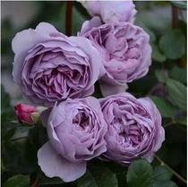 Purple liana moon season lavender garland courtyard four seasons European moon rose flowering flowers potted plants climbing vines