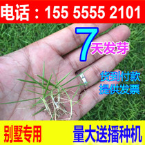 Lawn seed Bermudagrass grass Bermudagrass Bermuda grass seed Greening turf seed green turf seed