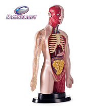 Hong Kong Yee High 29968 Professional Human Body Model Suit Children Toy Human Organ Assembly Biological Cognition