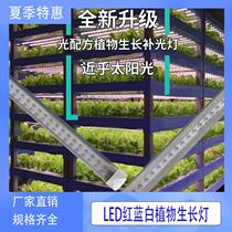 Growth light simulation anti-gully full spectrum color light indoor rose plant Light Plant light plant growth fill light