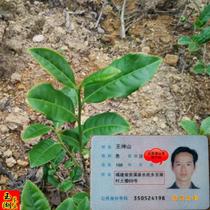 Fujian Anxi Tieguanyin tea 500g alpine new fir orchid fragrant loose bag traditional ecological tea farmers direct sales