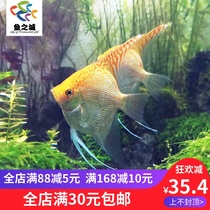 City of Fish Fairy Fish Colorful Seedlings Golden Fairy Large Golden Head Diamond Fairy Golden Head Fairy Swallow Fish Golden Fairy Fish