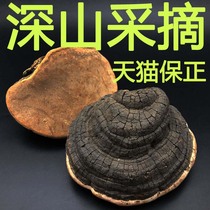 (Tmall Baozheng) Mountain Zi love wild wild cracked hoof Ganoderma lucidum Changbai Mountain deep mountain growth cracked hoof wood layer pore bacteria dry products