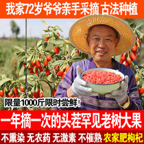 No agricultural residues no sulfur Zhongning Gou Wolfberry Ningxia premium first stubble no washing ready-to-eat large grain structure wolfberry 500g