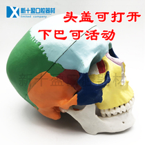 Medical human skull model 1: 1 Colour head skull model Skull skull model detachable oral model