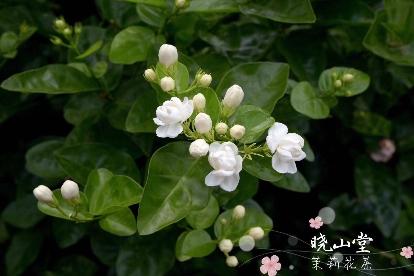 (Xiaoshan Tang Flower Tea) Jasmine Tea Jasmine Black Tea 2020 New Tea