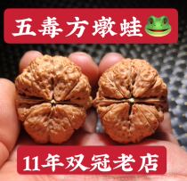 Wenplay walnut wild old tree iron walnut five poison square pier Golden Toad dwarf pile knot bag Toad head special boutique small