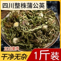 Dandelion Wild Dandelion Tea Super Breast Women Fresh Pugong Fen Dry Goods Chinese Medicinal Materials