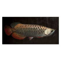 Su Zhangfeng Longfish Series Realistic Boutique Hand-painted Oil Painting