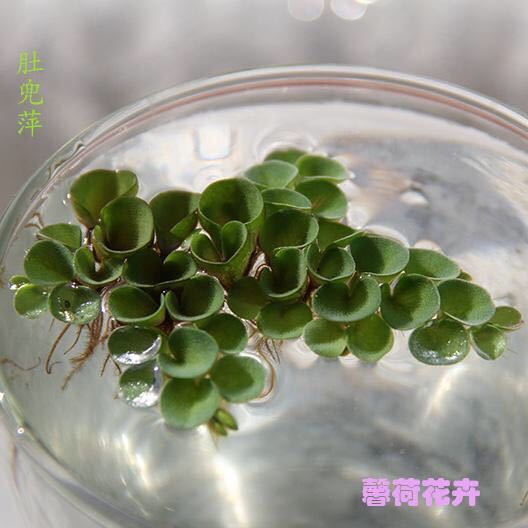 Apron ping sesame ping planted a leaf Lotus Water hibiscus rabbit ear ping duckweed landscaping really plants produced more save more
