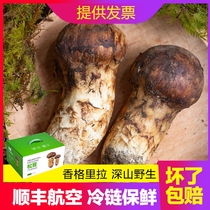 2021 Wild Tricholoma matsutake fresh Yunnan Shangri-La specialty mushroom export gift box Non-soup dried slices