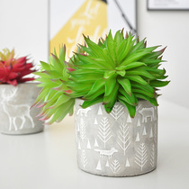 6-branch simulation succulent plant single-product crasus Blue Angel F604