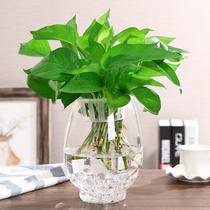 Simple large glass vase transparent creative indoor fish tank hydroponic water green plant utensils living room ornaments