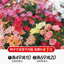 Hongyue flower seeds Lulis flower Carnation scale leaves chrysanthemum sea coral cinnamon bamboo fragrance Wu bamboo autumn sowing seeds