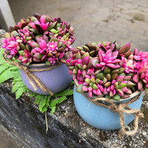 Songjin multi-head group with potted plants novice good green plants potted flowers good feeding