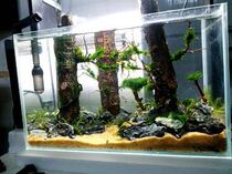 Champagne tree landscaping natural champagne wood sunken wood tree trunk forest landscape stump aquarium aquarium aquarium