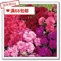 Flower edge pickles Imported flower seeds*Japan SAKATA*Carnations*Red flame * Cocktail party 5 pieces