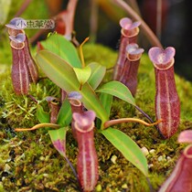 Bawu Nepenthes Small Cordyceps Herbivorous plant Potted Cordyceps Rare Cordyceps Herbivorous flower Green plant flower