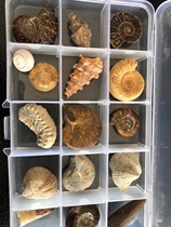 A fossil science specimen box for children with 16 selected fossils to broaden their horizons and explore the mysteries of the earth.