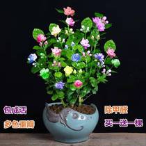 Tiger head jasmine seedlings potted large saplings double-petaled old pile bonsai domestic flowers living room plants are good to feed