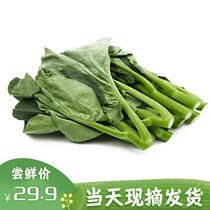 Fresh and small mustard lan Cantonese mustard farmers now remove green pollution-free vegetables to eat mustard and 3 catties