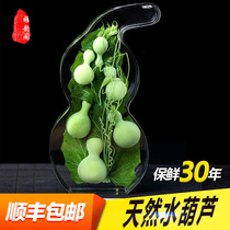 Natural Small Plinth Living Room Craft Decoration Craft Gift Big Number Preservation Real Green Water Hyacinth Pendulum