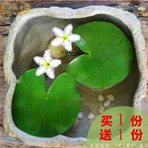 Flower bowl Lotus One leaf Four seasons One page Lotus sleeping with utensils Landscaping Water plant flowering Water raising water Lotus One lotus  