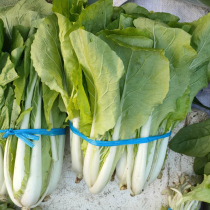Chinese cabbage seeds green vegetables seeds rape cabbage seeds autumn Four Seasons vegetables balconies