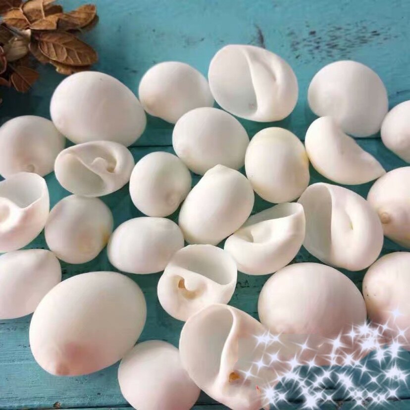 3-4 cm white belly snail white snails snail natural sea snail shell fish tank water ethnic decoration bshell painting-Taobao