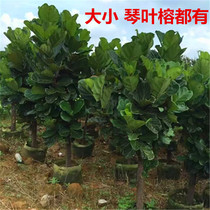 Qin Ye Banyan tree seedlings Rubber tree Green leaf-viewing yin-resistant plant bonsai Living room green plant potted flowers Purify the air