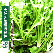 Big leaf shepherds purse seeds vegetable garden balcony potted ground vegetables heat-resistant and drought-tolerant vegetable seeds spring summer and autumn Four Seasons sowing