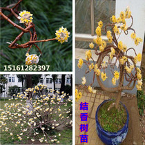 Knot fragrant flower Miao potted tree knotted tree yellow Riverine family fragrant flowers dream winter flowers gold waist bag bonsai to make material plant