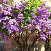 Lilac potted fragrant city flower plant courtyard outdoor Villa Four Seasons planting white purple lilac seedlings