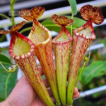 Glandular x Bosch Nepenthes Small Cordyceps Herbivorous plant Potted Rare Exotic herb Cannibal flower seeds