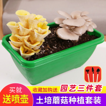 Mushroom planting mushroom mushroom mushroom mushroom family indoor soil culture mushroom mushroom family Four Seasons