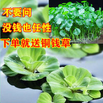 Fish pool aquatic plant fish tank aquatic vegetable plant live water to watch fish tank fish tank plant