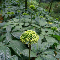 (2020 New Flower Listing) selected 37 Flower Tea Yunnan Wenshan Special Grade 4-year Raw Fields Seven Flowers 250 gr