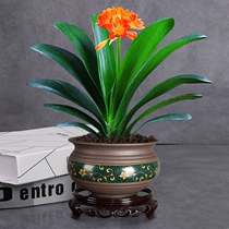 Jun Zilan Boutique With Flower Bud Shipment Advanced Potted Flowers Small Fry Green Planting Room For Good Support desk Desktop