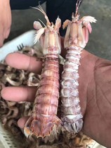 Dagong currency with yellow fresh skin shrimp shrimp shrimp can be heated skin shrimp meat fat large fresh net weight 4kg