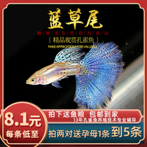Fish Age] Bluegrass-tailed fine guppy fish tropical ornamental purebred Japanese bluegrass-tailed Ribbon small living