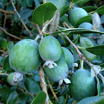 Naked Heart Garden Philippine fruit potted seedlings Fiji fruit Evergreen Edible ornamental Garden Courtyard Outdoor flowers and plants