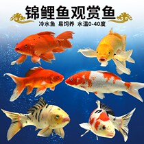 Ornamental fish that is not afraid of cold easy to live and get rich red koi fish ornamental fish cold water winter not warmed good-looking low-temperature resistant