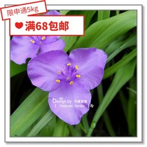 Flower-edge pickles imported flower seeds * Purple dew grass 10 grains