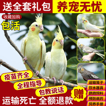 Cockatiels live to speak and raise pets Huanghua Xuanfeng a pair of breedable birds living things parrots live birds