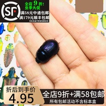 Dung Beetle Dung Beetle Dung Beetle Specimens Insect Specimens Beetle Beetle Beetle Beetle Beetle Liga Beetle in a Butterfly Home Decoration Gift