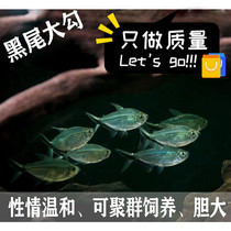 Black-tailed big hook group swimming fish Small ornamental fish Freshwater fish Pull flag lamp fish Zebrafish Boutique guppy Traffic light