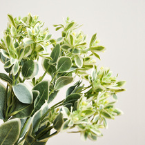 6-branch table plant Alpine snow silver side leaf simulation green plant table set floral art with silk flower F563